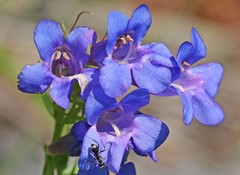 Penstemon cyananthus judyae