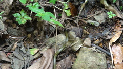 Rhadinaea calligaster