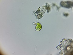 Euglena viridis