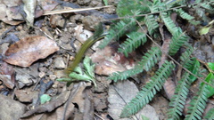 Rhadinaea calligaster