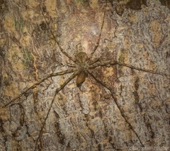 Tamopsis tweedensis
