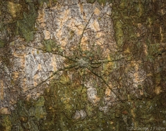 Tamopsis tweedensis