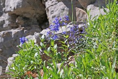 Penstemon cyananthus judyae