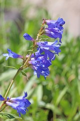 Penstemon cyananthus judyae