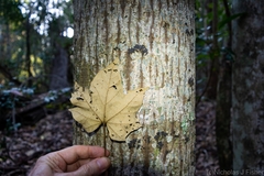 Brachychiton discolor