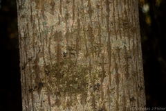 Brachychiton discolor