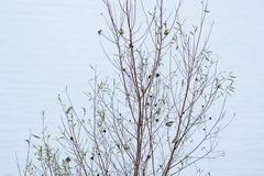 Cyanistes caeruleus