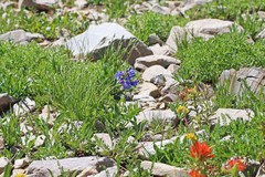 Penstemon cyananthus judyae