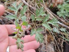 Corydalis turtschaninovii