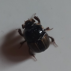 Bolbochromus nigriceps