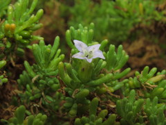 Nolana ramosissima