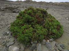 Nolana ramosissima