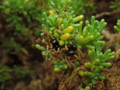 Nolana ramosissima