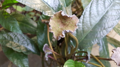 Dorstenia bahiensis