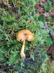 Chrysomphalina chrysophylla