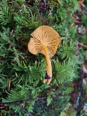 Chrysomphalina chrysophylla