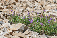 Penstemon montanus montanus