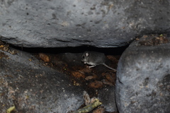 Peromyscus furvus