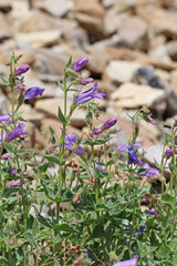 Penstemon montanus montanus