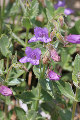 Penstemon montanus montanus