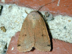 Abagrotis cupida