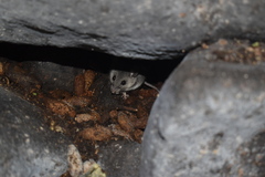 Peromyscus furvus
