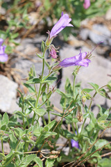 Penstemon montanus montanus