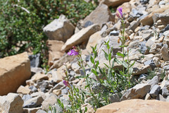 Penstemon montanus montanus