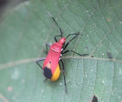 Dindymus rubiginosus