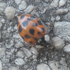 Harmonia axyridis