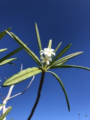 Plumeria alba