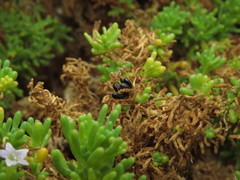 Nolana ramosissima