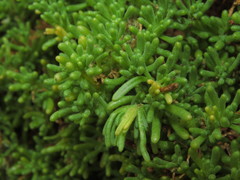 Nolana ramosissima