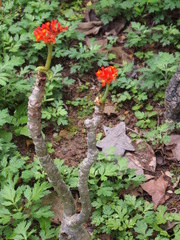 Jatropha podagrica