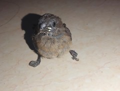 Lonchura leucogastroides