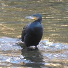 Phalacrocorax carbo