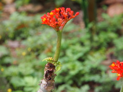 Jatropha podagrica