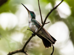 Chrysuronia leucogaster