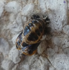 Harmonia axyridis