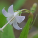 Scouler's Harebell - Photo (c) Tab Tannery, some rights reserved (CC BY-NC-SA)