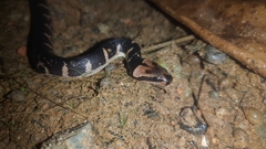 Homalopsis buccata