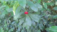 Ardisia cornudentata