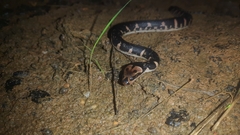 Homalopsis buccata
