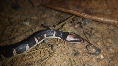 Homalopsis buccata