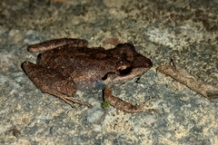 Pristimantis ramagii