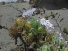 Nolana aplocaryoides