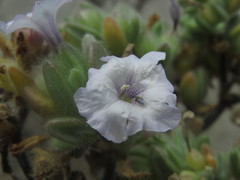 Nolana aplocaryoides