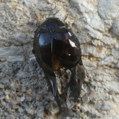 Harmonia axyridis