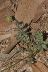 Sanguisorba verrucosa