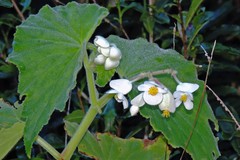 Begonia per-dusenii